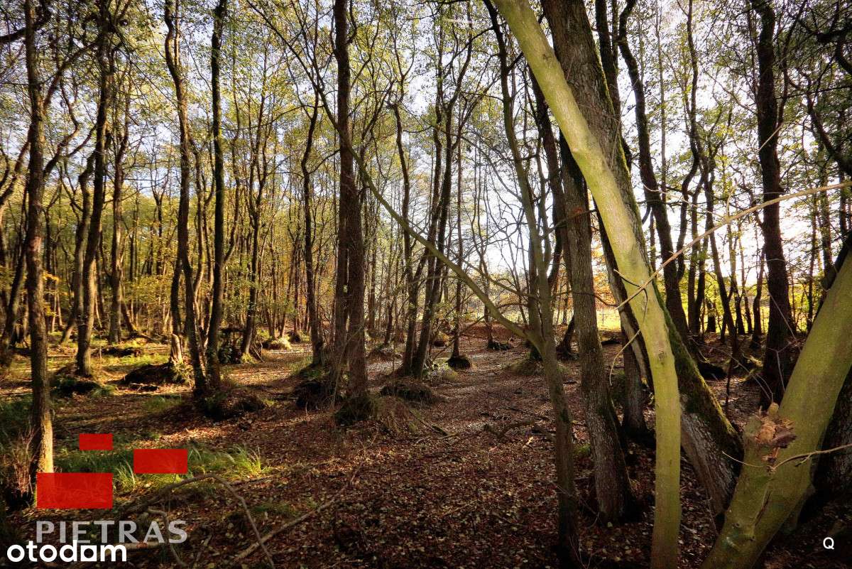 dla konesera / też inwest. Puszcza Zielonka-12