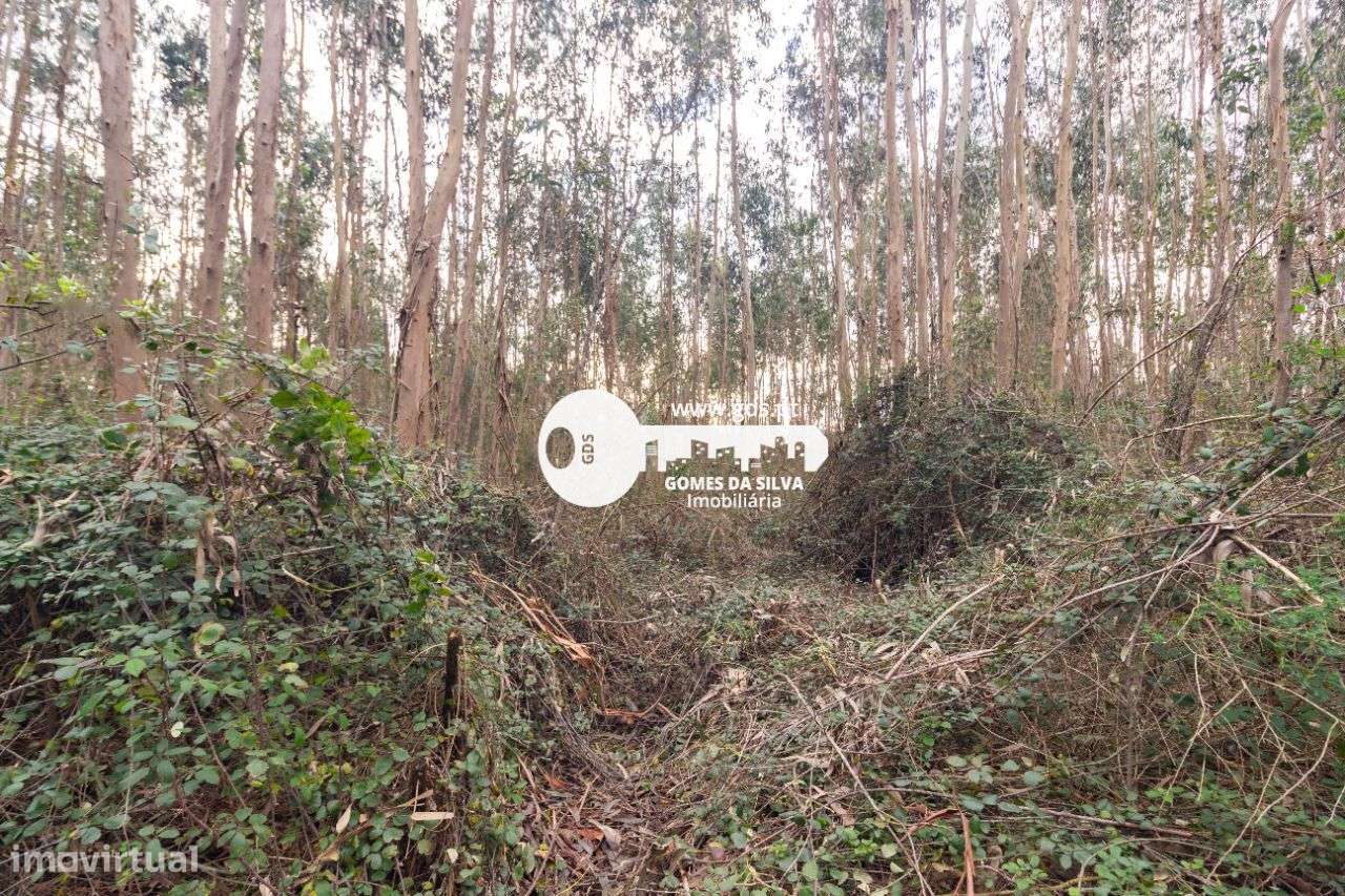 Terreno Rústico à Venda – 6.600m² | Travassos, Morreira, Braga-7