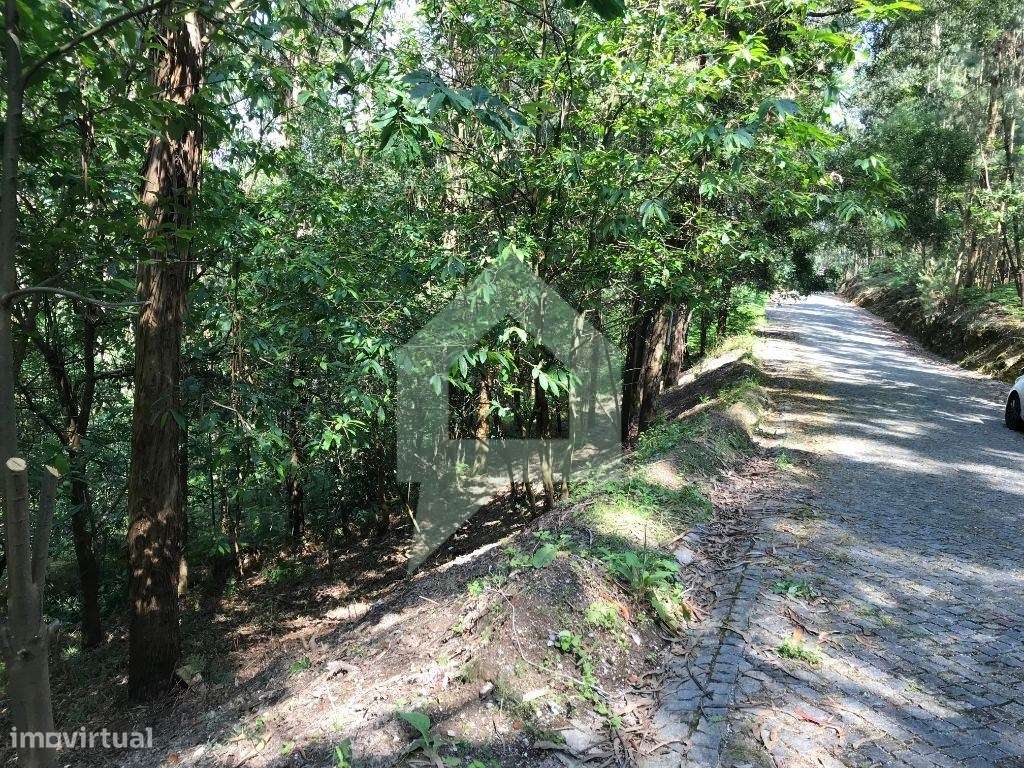 Pinhal com dois acessos, Carvalhal, Barcelos - Grande imagem: 5/10