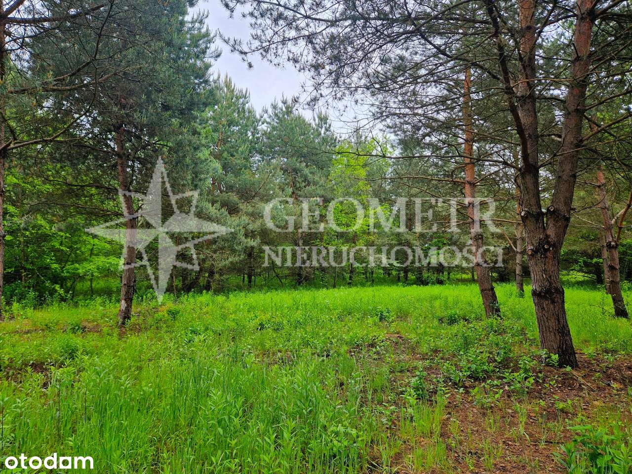 Działka w Jabłonnie ul. Moniuszki - Pełny obrazek: 5/8