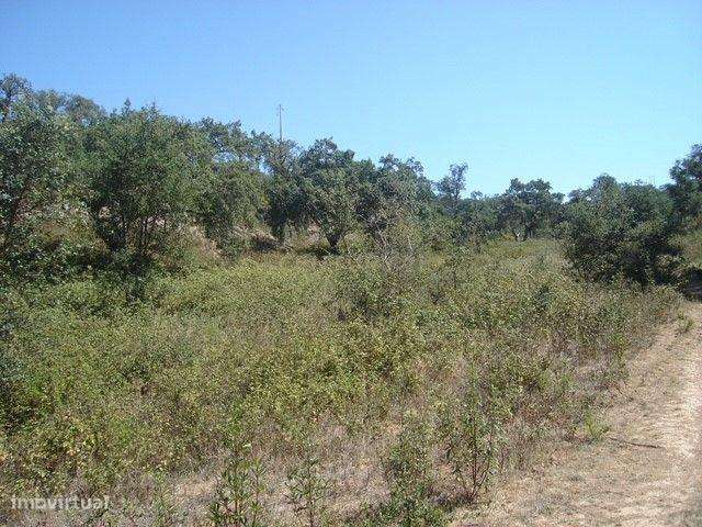 Terreno Rústico e Urbano com mais de 4 hectares na Barranquinha | Port - Grande imagem: 5/33