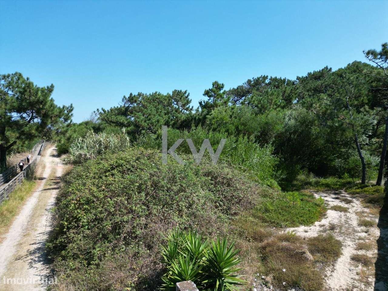 Bouça com pinhal perto da praia na Estela - Póvoa de Varzim - Grande imagem: 4/16