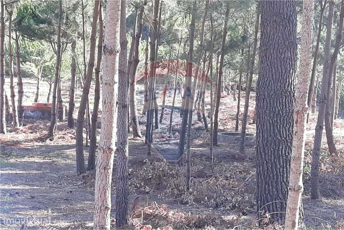 Terreno na Maceira - Grande imagem: 2/3