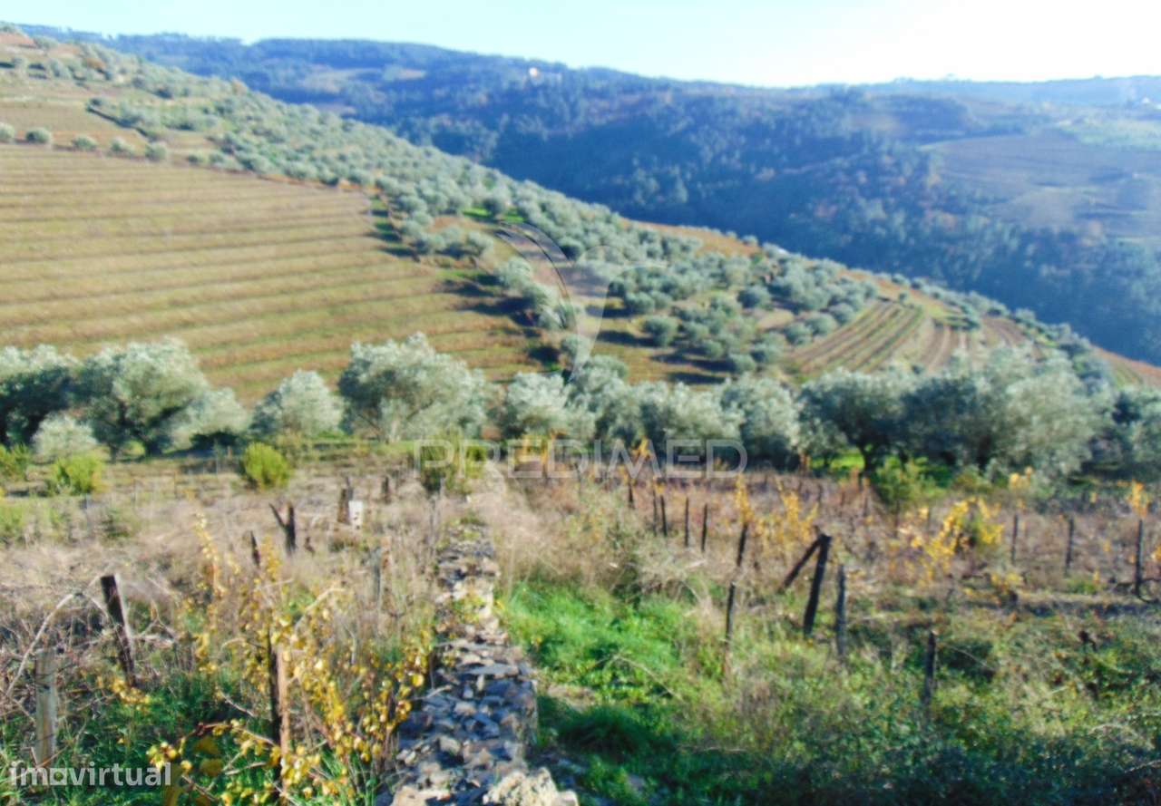 Terreno / Olival em Abaças - Vila Real - Grande imagem: 4/18