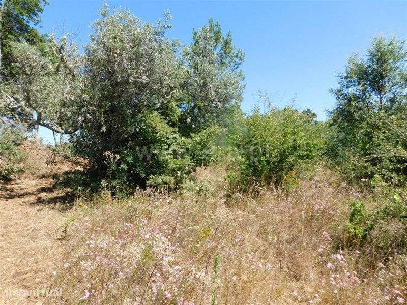 Terreno Rústico / Fundão, Capinha - Grande imagem: 3/4