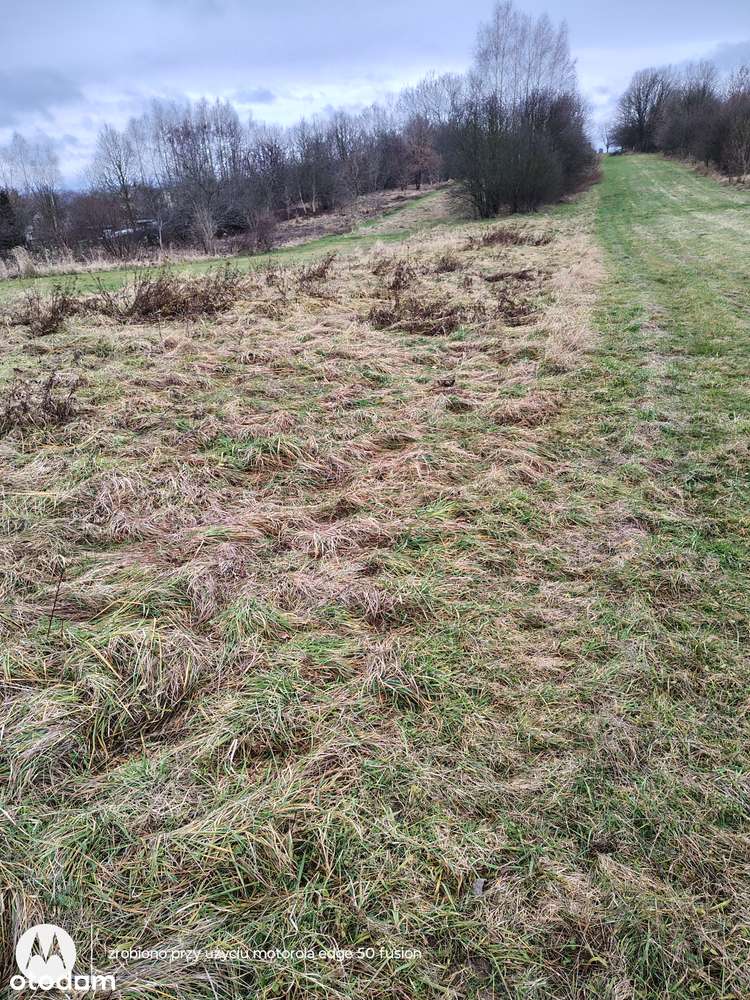 DZIAŁKA   ROLNA PsIV    cena  do  negocjacji - Pełny obrazek: 5/6