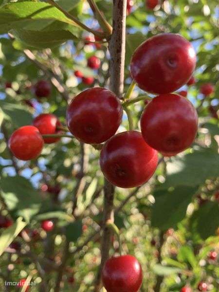 Vendo casa de abitacao com 3 garagens e um armazem de arrumos com 100 - Grande imagem: 5/5