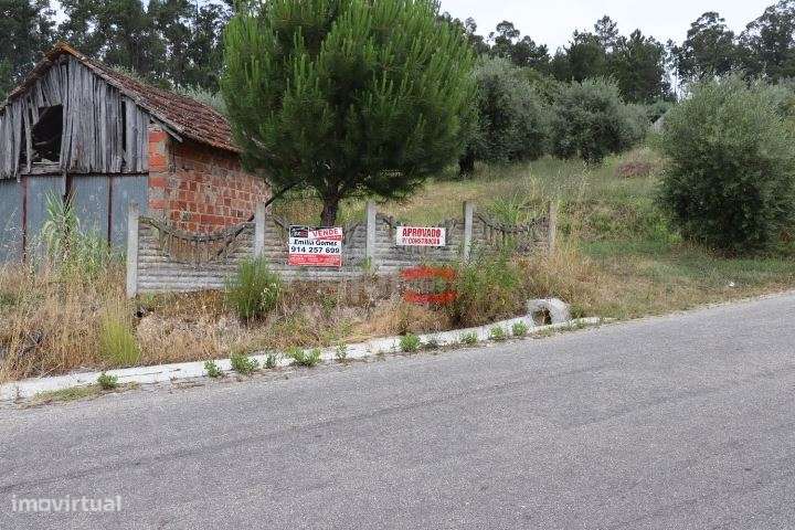 Terreno com oliveiras - Grande imagem: 2/12