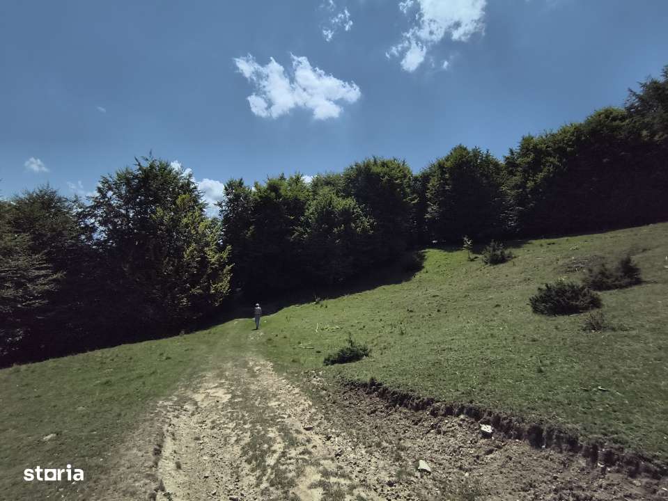 Teren - padure Teliu - Bradet - Imagine principală: 4/8