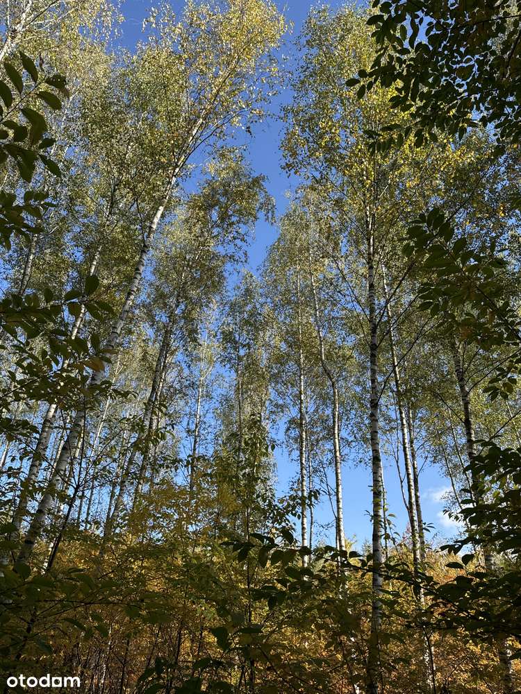 Do Parku Chojnowskiego 400 m, blisko do pociągu-7