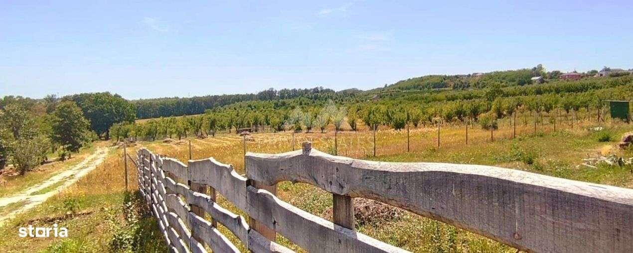 Teren intravilan de vanzare – Paleu, judetul Bihor - Imagine principală: 2/2