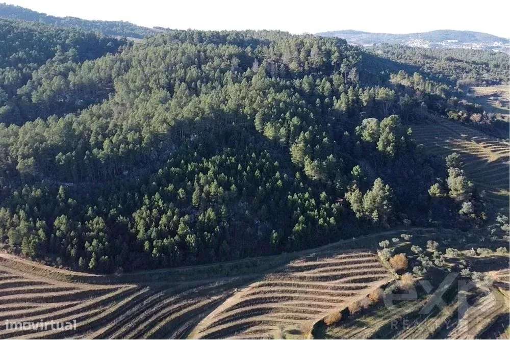 Propriedade Rústica em São Mamede de Ribatua - Grande imagem: 5/7