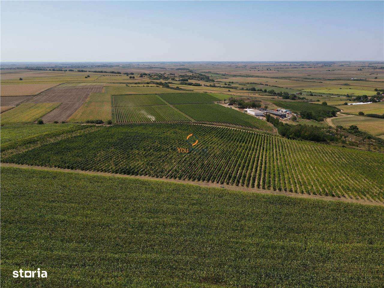 Afacere Investitie Vie 4 Hectare 40 km de Oradea - Imagine principală: 5/5