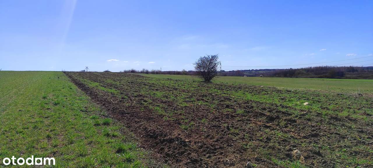 Działka budowlano-rolna 4739 m² - media, stadniny koni, blisko miast - Pełny obrazek: 4/10