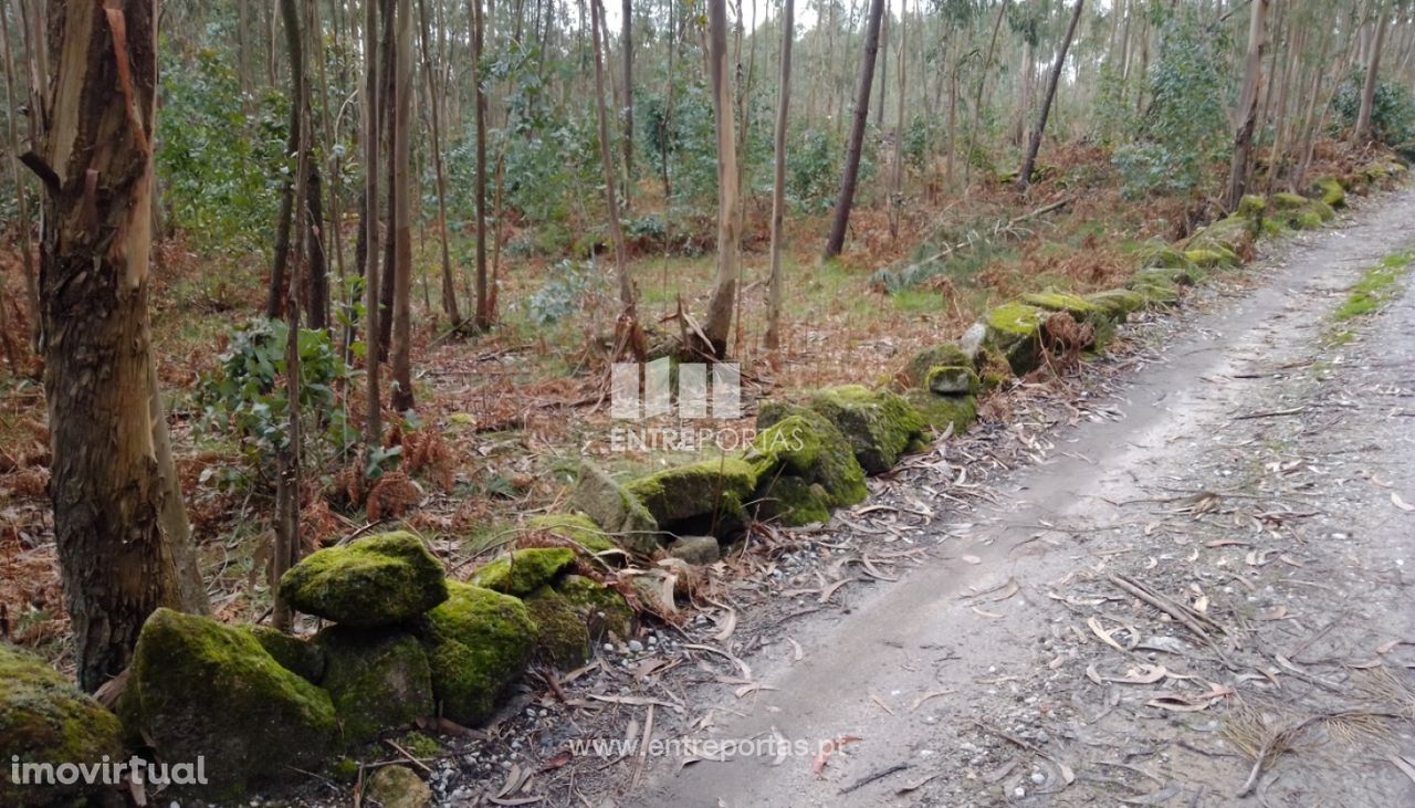 Venda Terreno, Rio de Moinhos, Penafiel