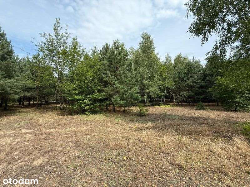 Urokliwa działka przy lesie - idealna pod zabudowę! - Pełny obrazek: 5/11