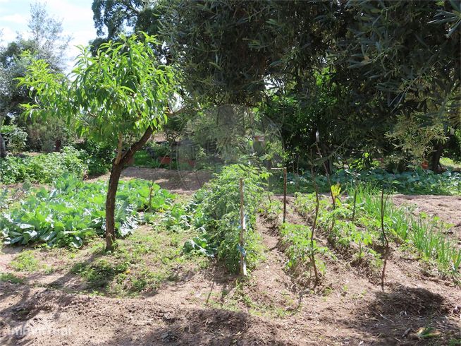 Quinta  para venda-41