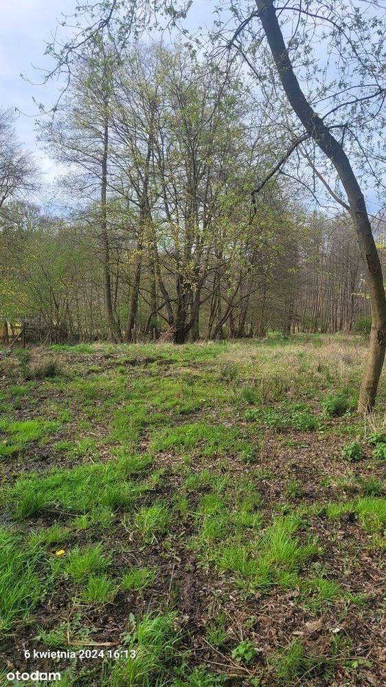 Działka, 41 606 m², Sierakowo-4