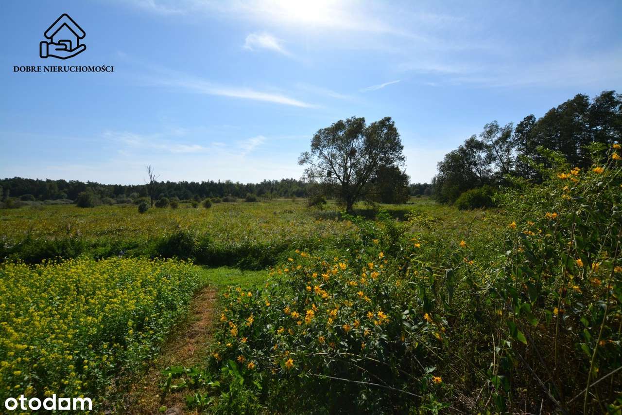 Działka rolno-budowlana 60a w okolicy Rejowca - Pełny obrazek: 4/6