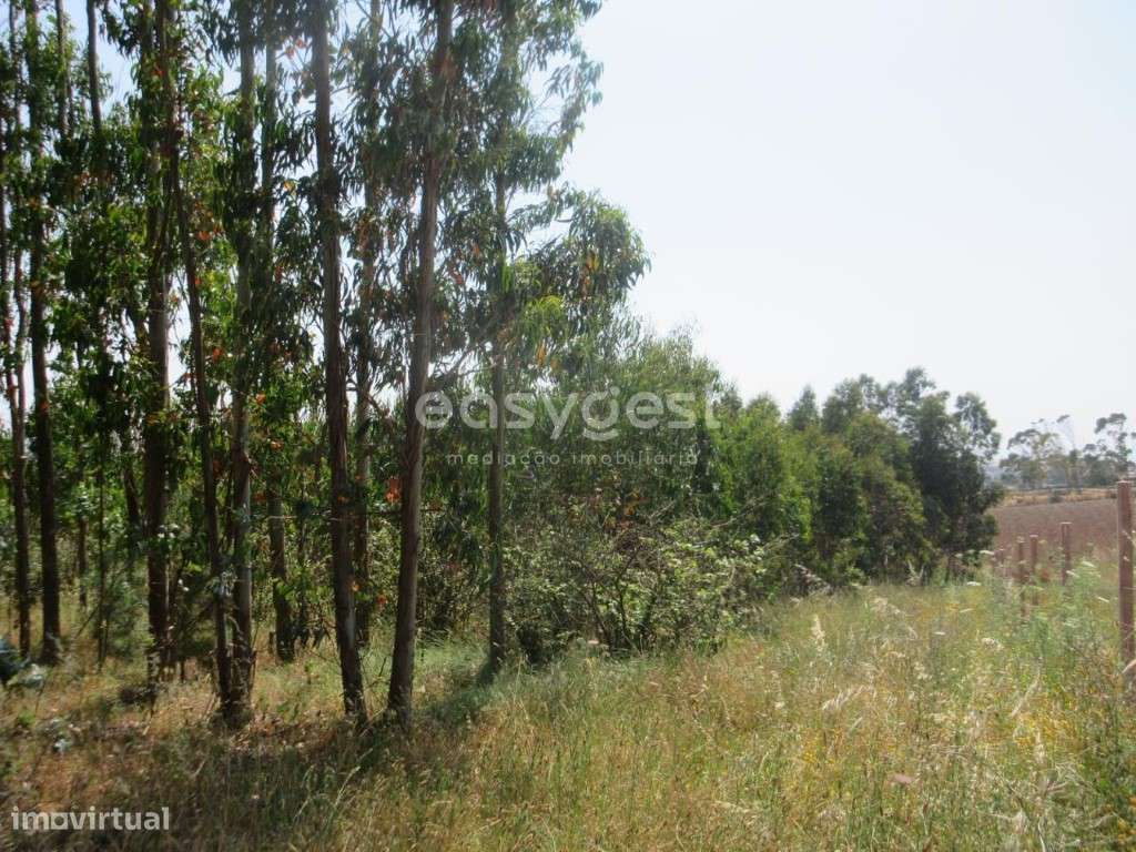 Terreno Agrícola de 5880 m2 com eucaliptos perto da Lourinhã - Grande imagem: 4/12