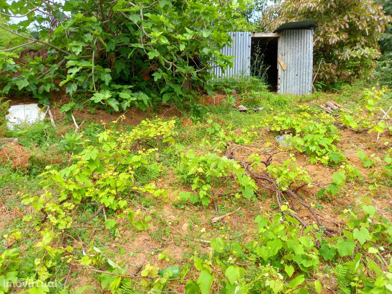 Terreno agrícola - Porto da Cruz - Machico