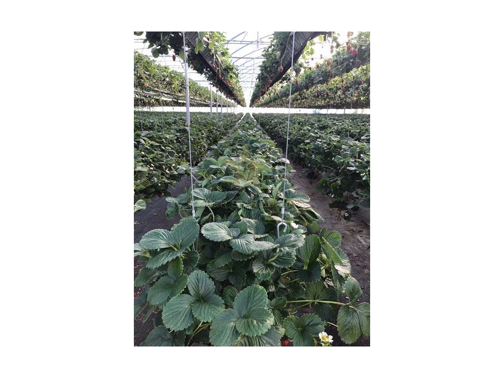 Terreno com estufa em Soure, Coimbra - Grande imagem: 5/20