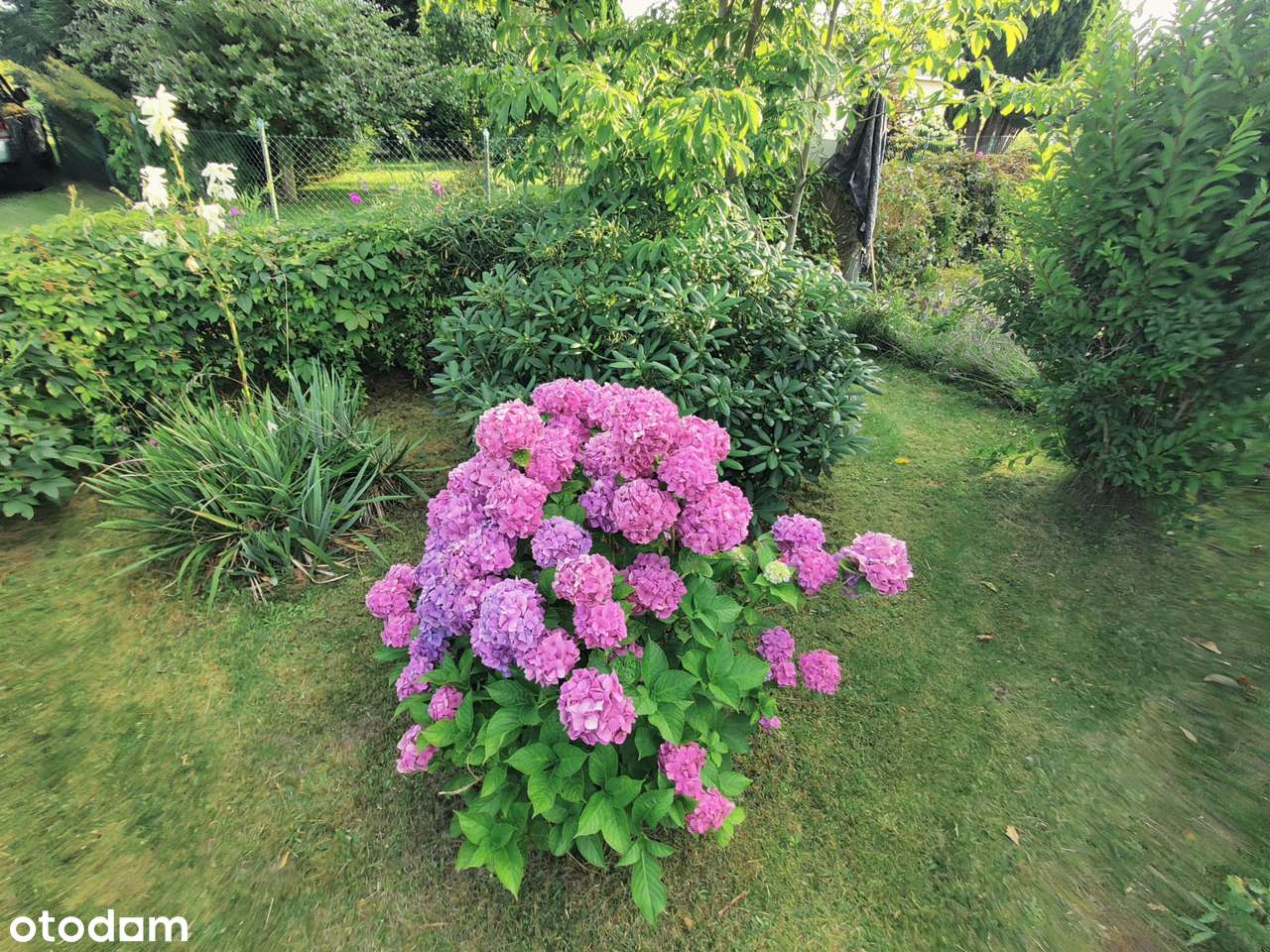 działka ROD „Kwiatkowskiego” w Gdyni – 290 m² z domkiem i nasadzeniami-9