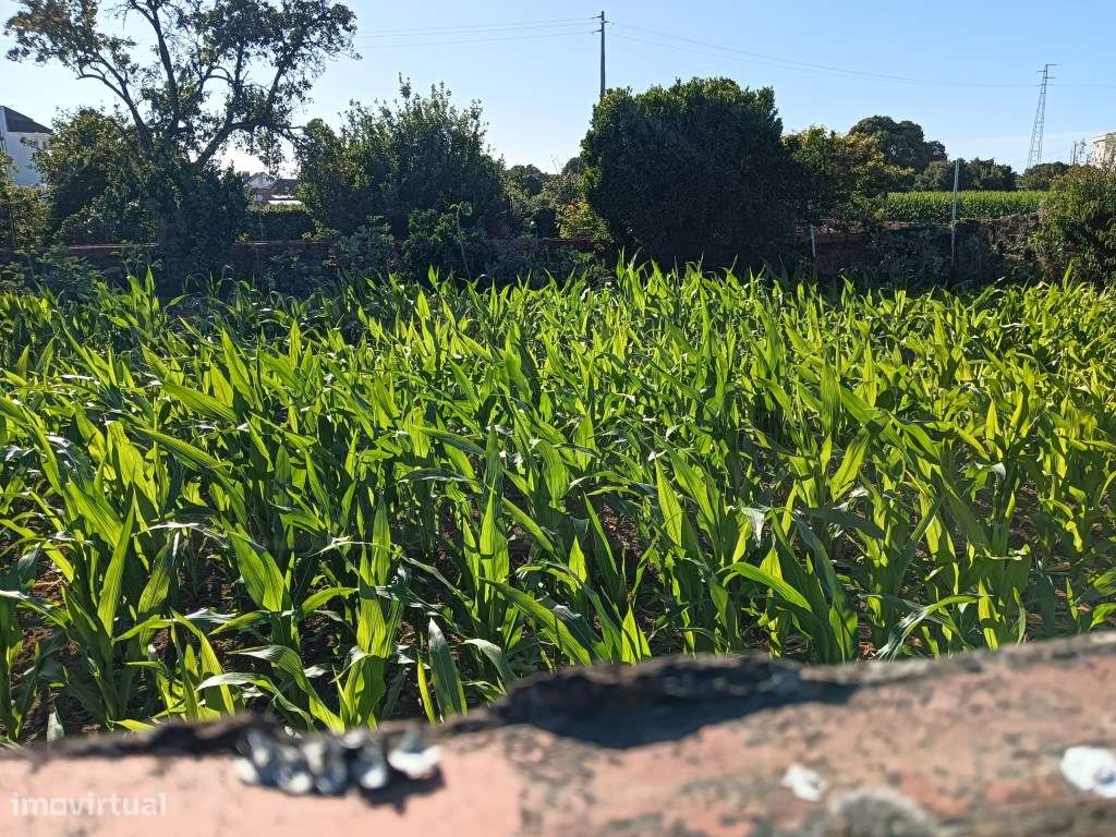 Lote de terreno próximo ao hospital privado - Oiã-19