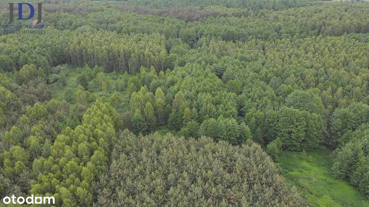 Las sosnowy 2 ha. Osowa. Hańsk - Pełny obrazek: 2/3
