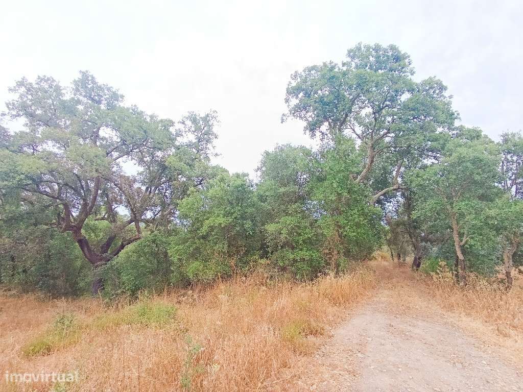 Quinta / Herdade em zona de Mouriscas, Santarém - Grande imagem: 5/20