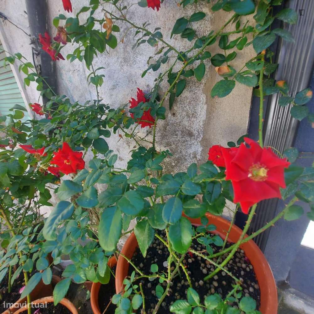 Estúdio - localizado em Telheiras Lisbon - Grande imagem: 4/8