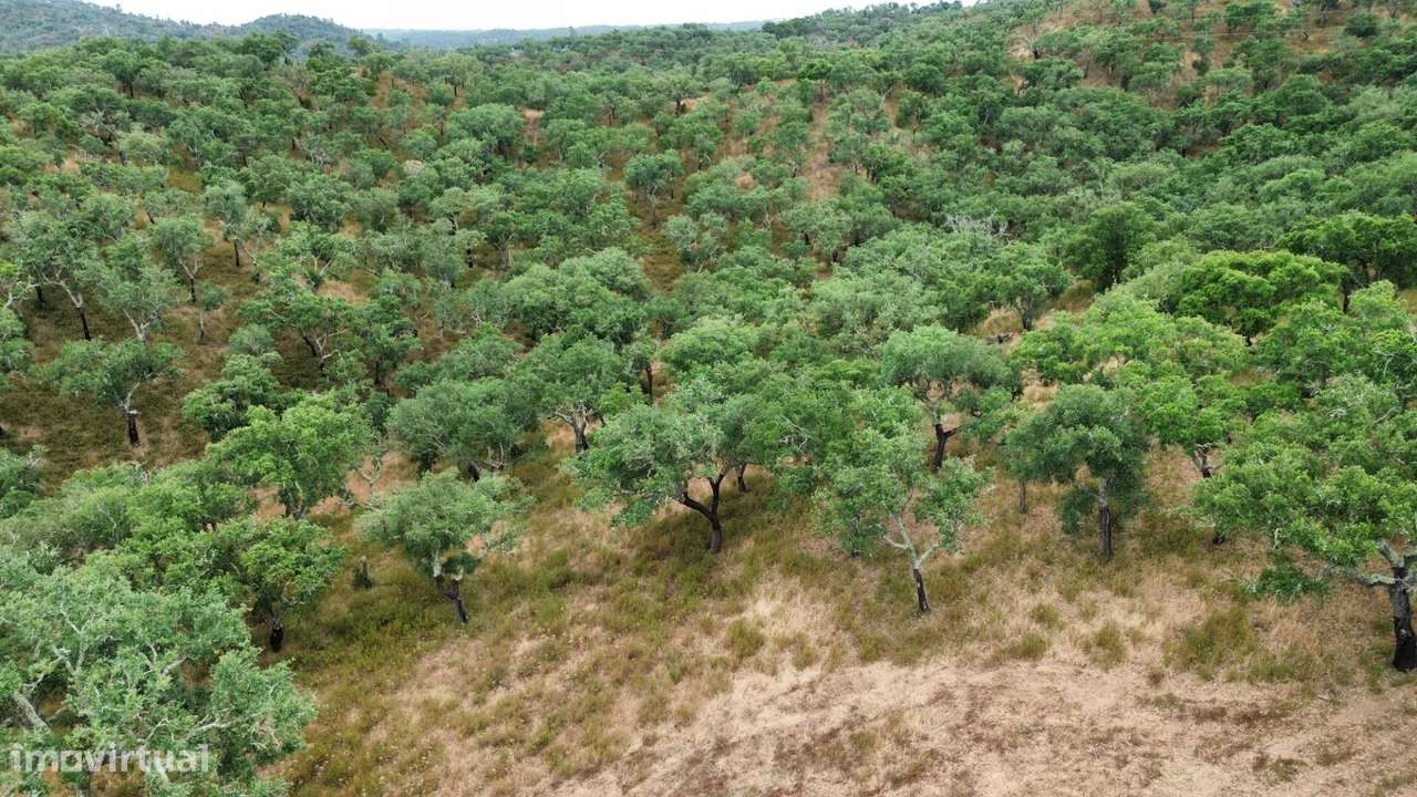 Terreno com Ruína e Potencial de Construção – Privacidade e Natureza a - Grande imagem: 4/16
