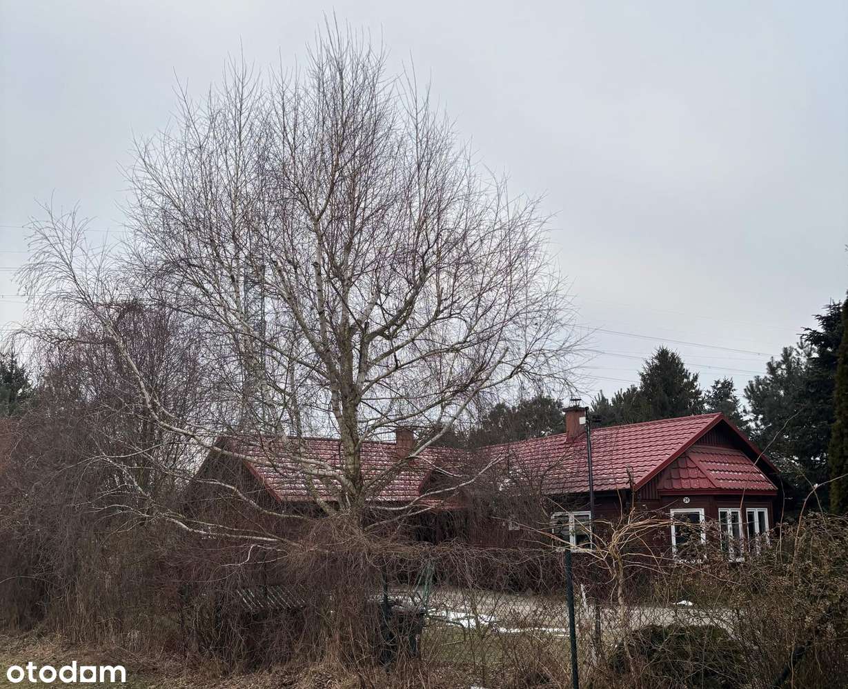 Piękne siedlisko z potencjałem w Dąbrowie 10 km od Poznania-1