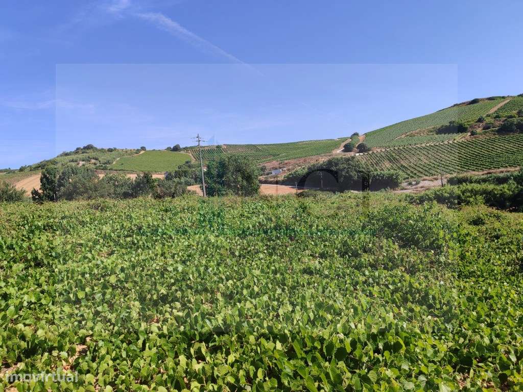 TERRENO PLANO A 40 MINUTOS DE LISBOA - Grande imagem: 4/9