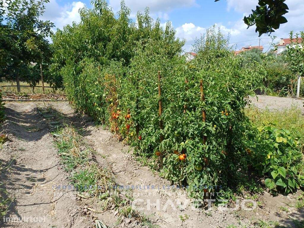 Moradia de Campo com Terreno, Furo de Água e Olival-37