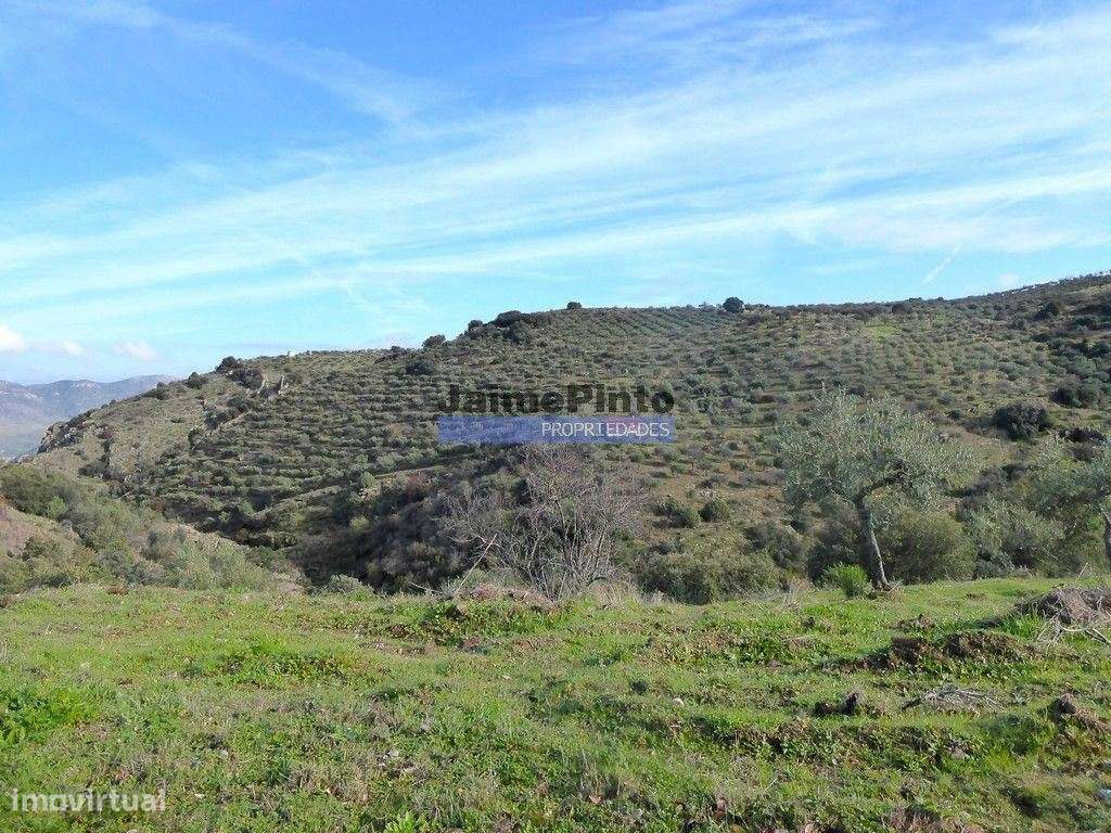 7,0 HA OLIVAL e CASA de CAMPO. Portugal, Barca dAlva, F. C. Rodrigo. - Grande imagem: 4/9