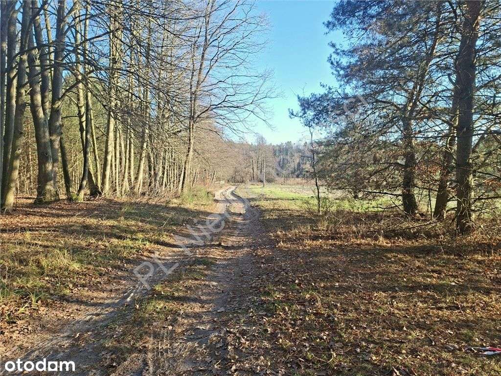 Gójszcz...sąsiedztwo "Gajówki" - Pełny obrazek: 5/12