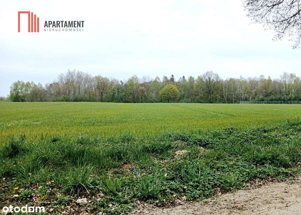 Cicha okolica, przy ścianie lasu! - Pełny obrazek: 4/6