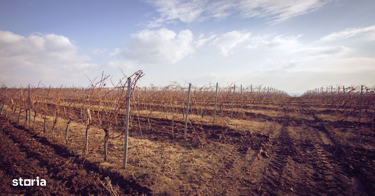 Podgorie de vita-de-vie nobila cu conac boieresc - Imagine principală: 10/10