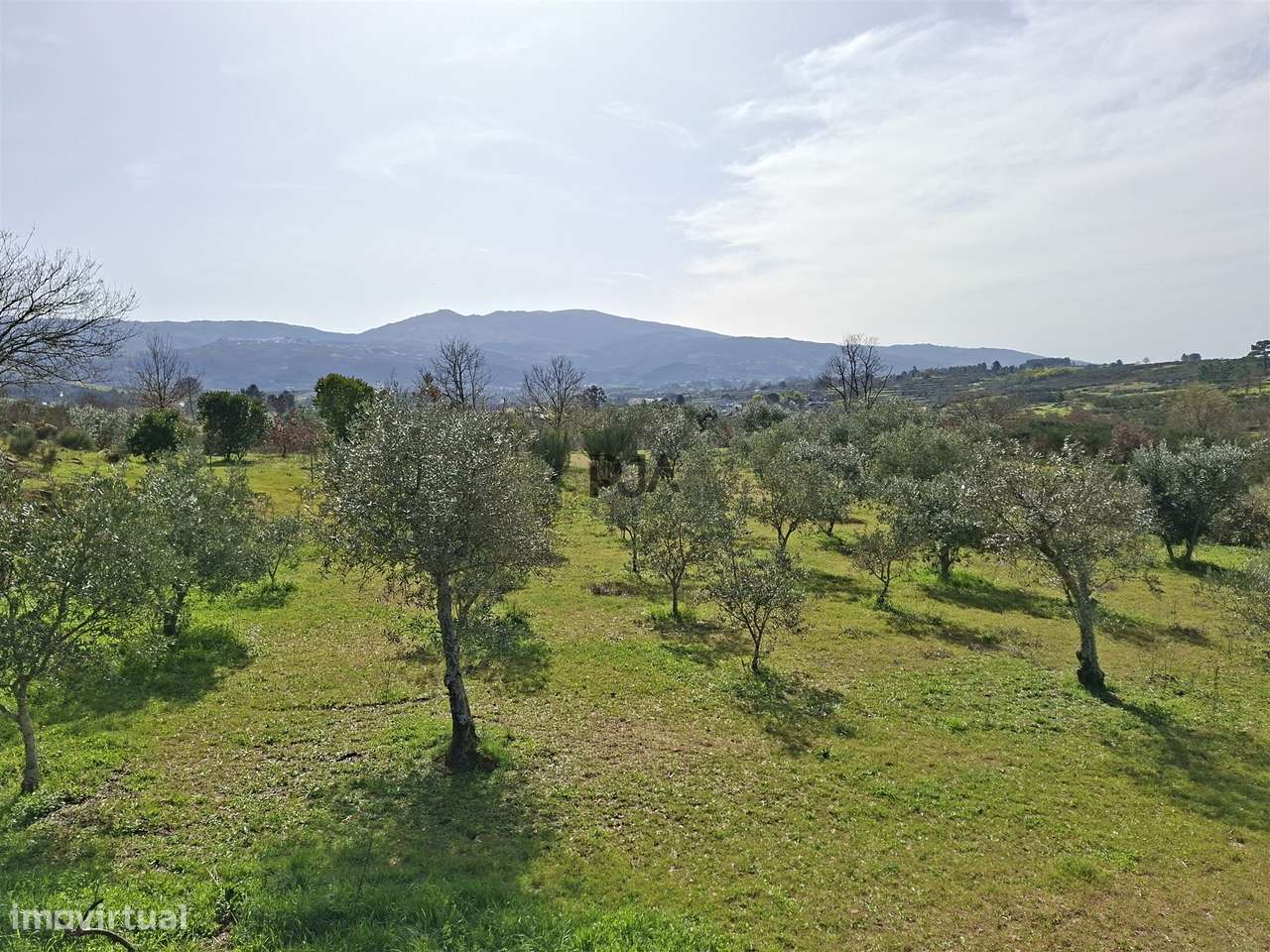 Quinta com 2Ha em Vila Cortês da Serra, Gouveia-18