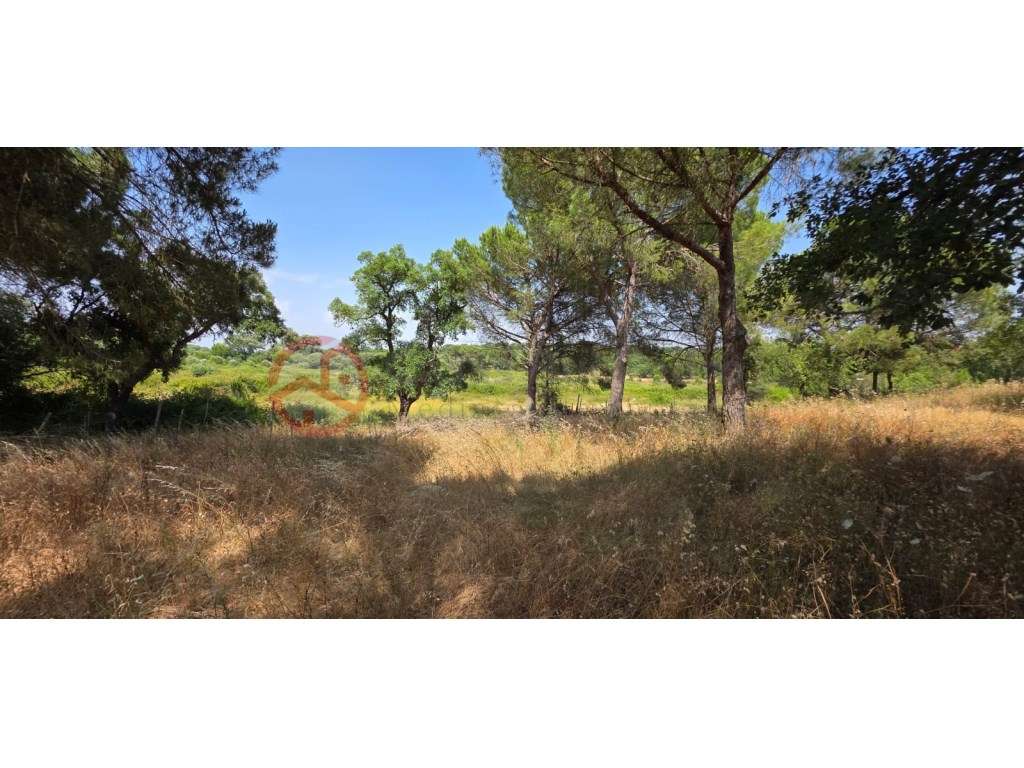 Herdade com 87 Hectares com Sobreiros, Eucaliptos, Pinheiros Mansos... - Grande imagem: 4/57