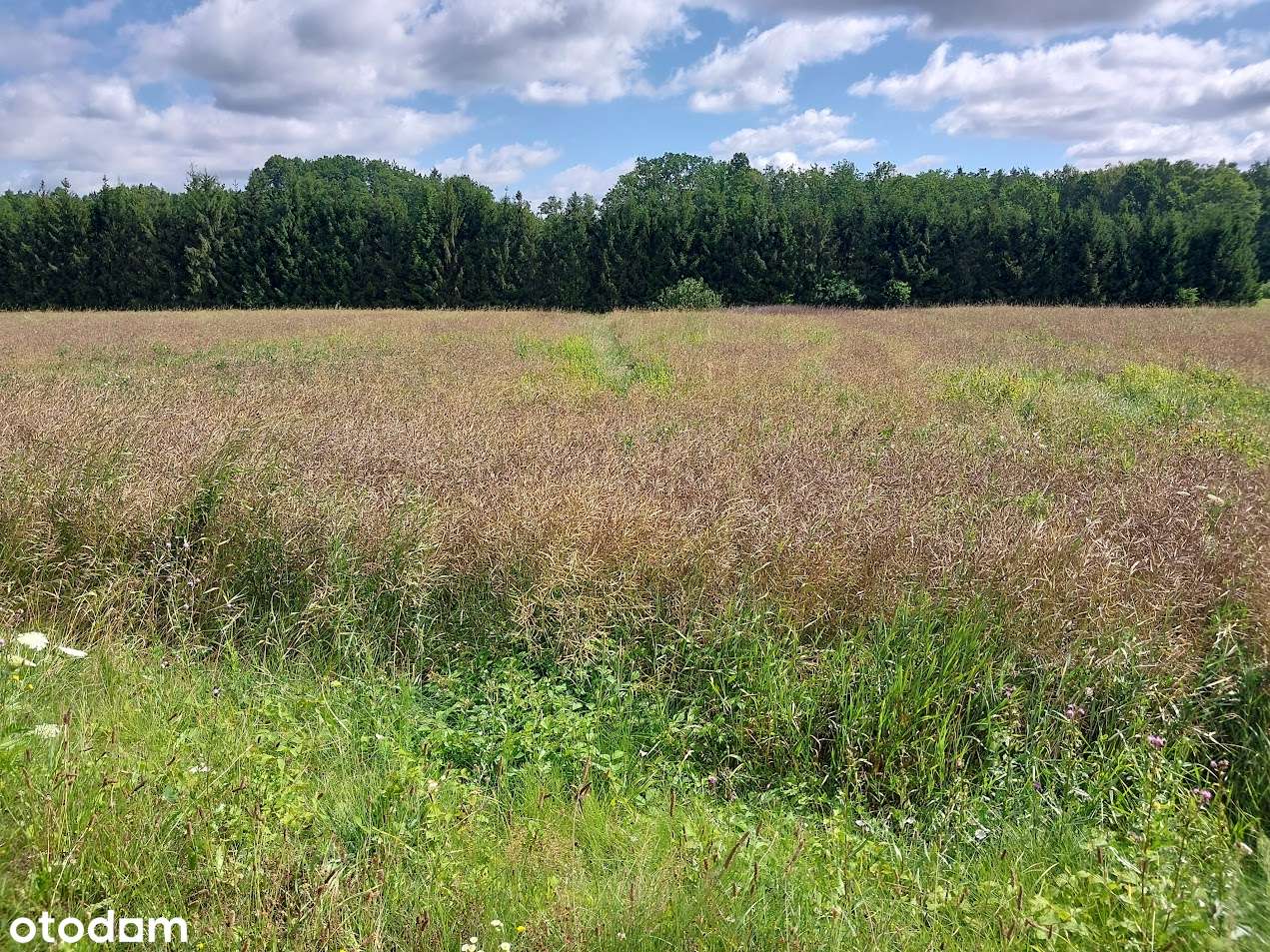 Działka 117 ar z wz na budowę 16 bliźniaków, Mielec, ul. Iwaszkiewicza - Pełny obrazek: 4/7