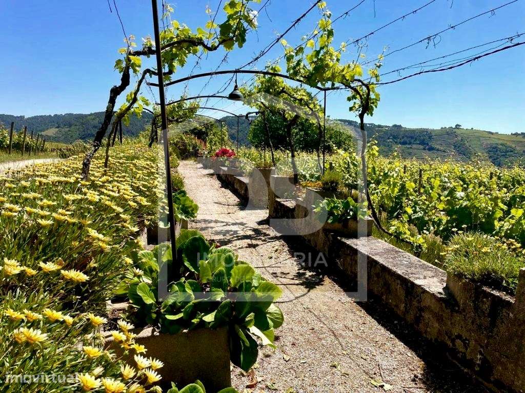 Douro Vinhateiro, Quinta Turística-50