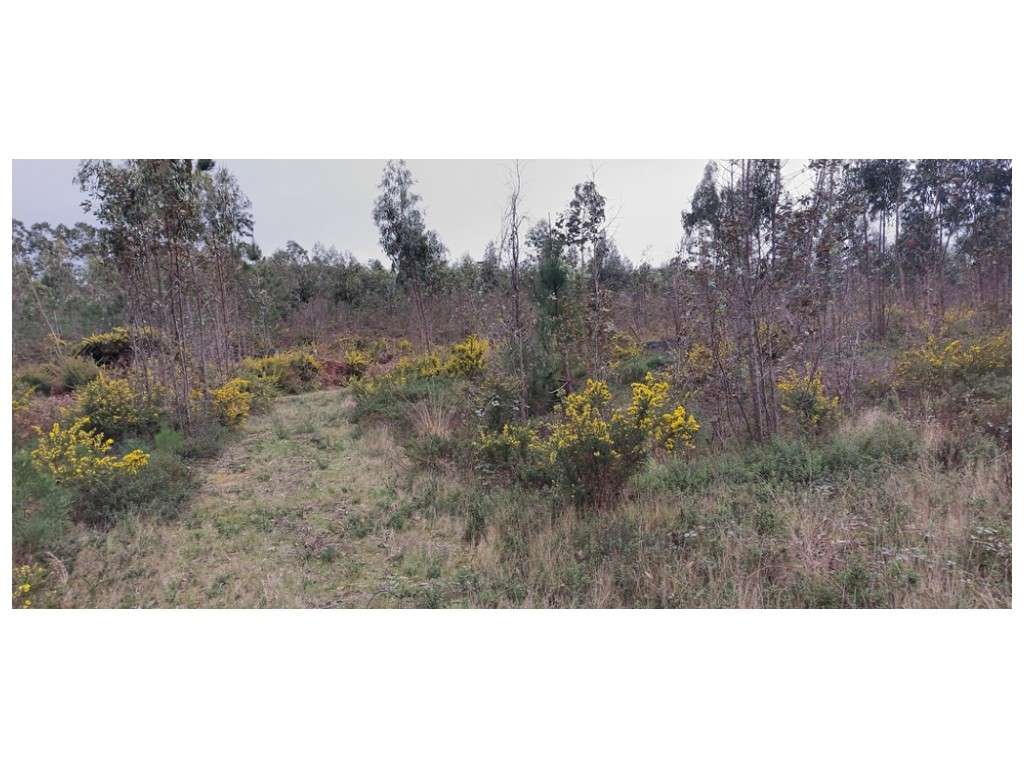 Quinta do Moleirinho, grande terreno com 14 ha nos Moinhos de Carvide - Grande imagem: 4/8