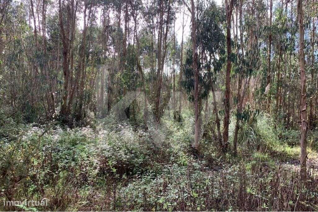 PROPRIEDADE COM 101.970 M2 EM A-DOS-CUNHADOS - Grande imagem: 2/3