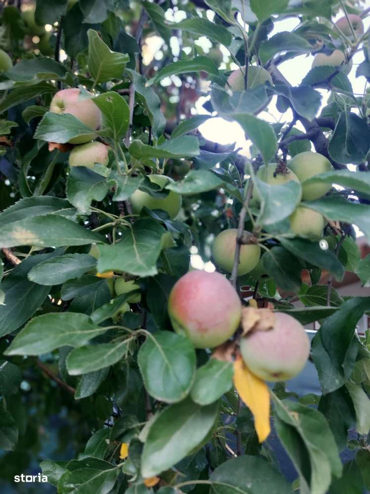 Ultracentral, proprietate cu 2 apartamente si teren 425 mp-7