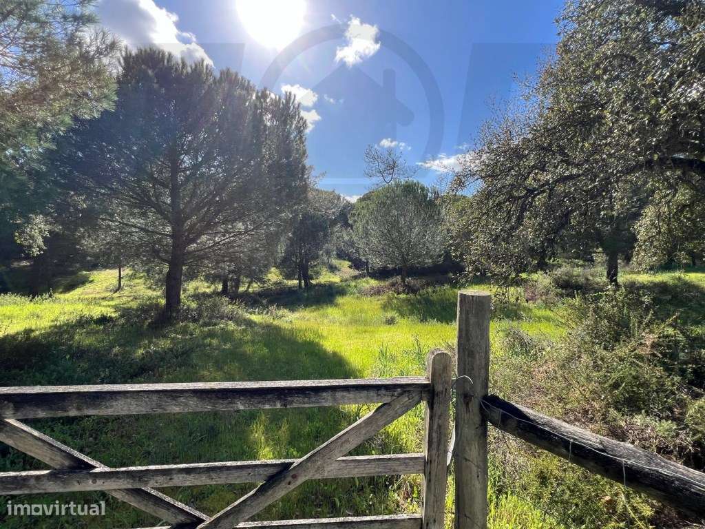 Terreno - Mata do Duque I - 300.000€ - Grande imagem: 4/20