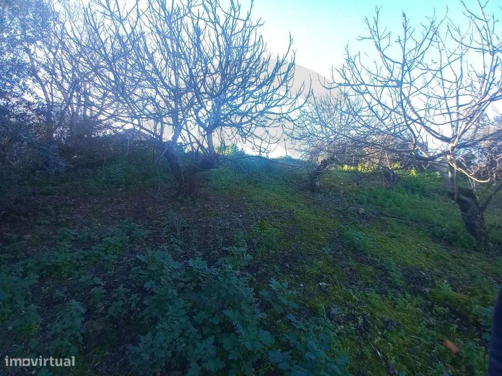 Terreno em Brogueira - Grande imagem: 4/6
