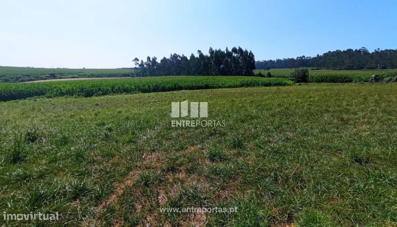 Venda de Terreno agrícola com 4187m2, Laúndos, Póvoa de Varzim - Grande imagem: 5/8