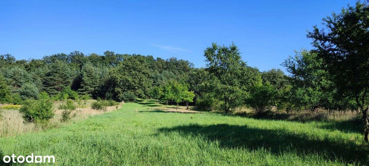Działka z lasem w cenie 70zł/m2. - Pełny obrazek: 3/4